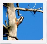 kapytikka_Dendrocopos major_Great Spotted Woodpecker * 1563 x 1444 * (2.27MB)